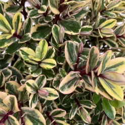 Hebe Buntlaubig, Topf-Ø 12 Cm, 3er-Set -Gartengeschäft 0690190129 Koelle Hebe Tricolor T15 buntlaubig 3er Set WS 4 95907