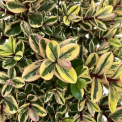 Hebe Buntlaubig, Topf-Ø 12 Cm, 3er-Set -Gartengeschäft 0690190129 Koelle Hebe Tricolor T15 buntlaubig 3er Set WS 5 95906