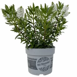 Hebe 'All Blooms®' Weiß, Topf-Ø 10,5 Cm, 6er-Set