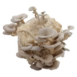 Bio Home Pilzzuchtset Für Austernpilze -Gartengeschäft 0740400024 BIO Home Pilzzuchtset Austernpilz 2 32252