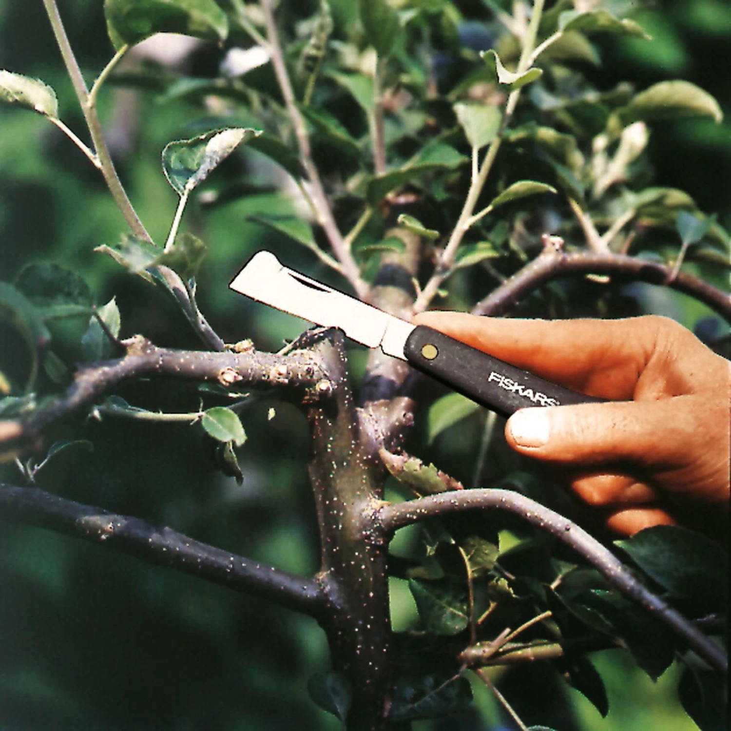 Fiskars Okuliermesser 3 Fiskars Okuliermesser – Bild 3