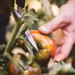 Gemüseschere Solid™ SP240, Schwarz/orange, Ca. 20 X 2 X 9 Cm 8 Gemüseschere Solid™ SP240, Schwarz/orange, Ca. 20 X 2 X 9 Cm -Gartengeschäft 0920300733 solid gemuese schere sp240 5 1 118064