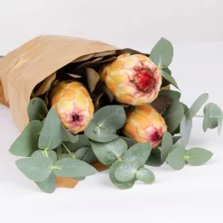 Blumenbund Protea & Eukalyptus, Inkl. Gratis Grußkarte -Gartengeschäft 1025700019 Strauss Protea Grandiflora 2 1 101682