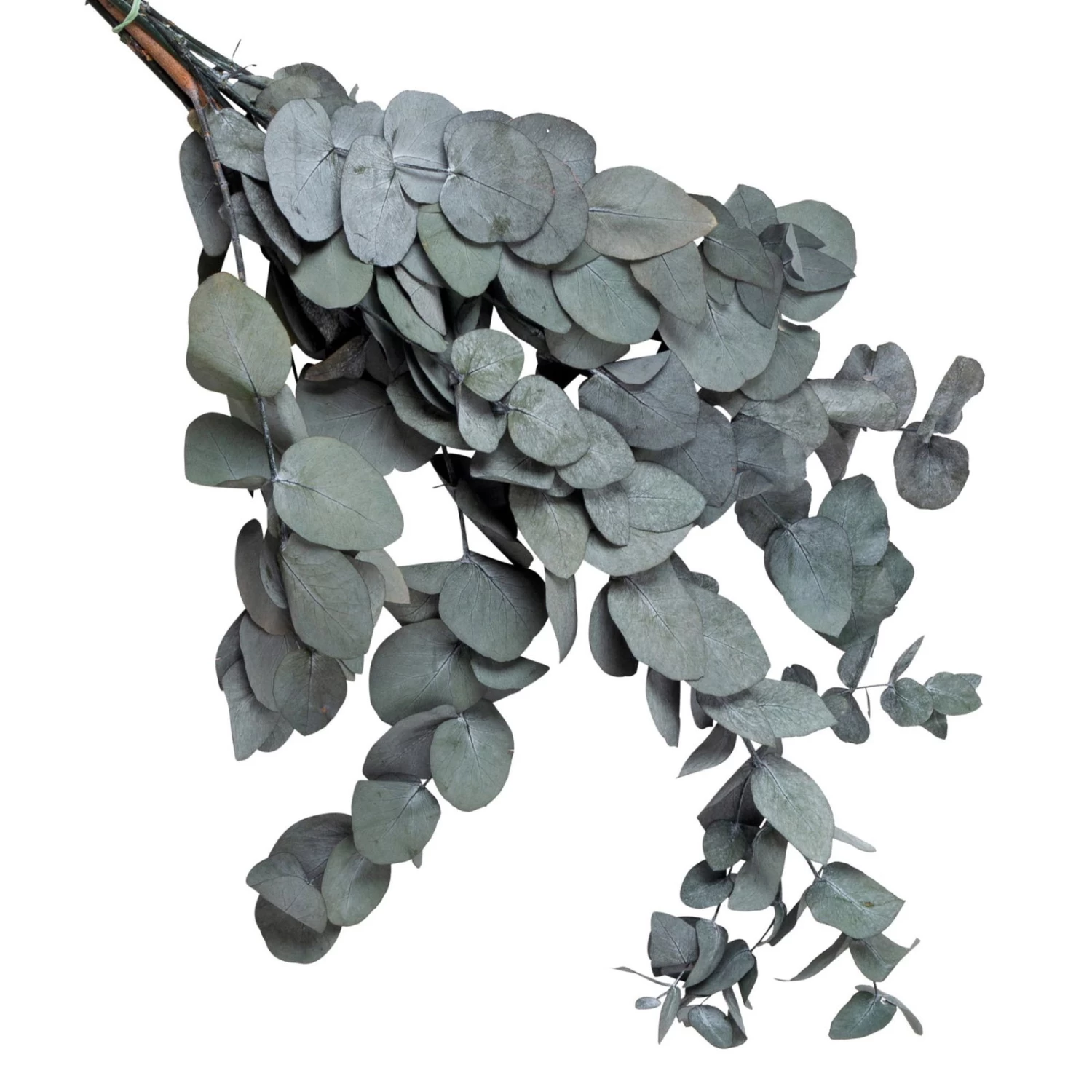 Eucalyptus Cinerea, Getrocknet, Ca. 50 Cm Lang 2 Eucalyptus Cinerea, Getrocknet, Ca. 50 Cm Lang – Bild 2