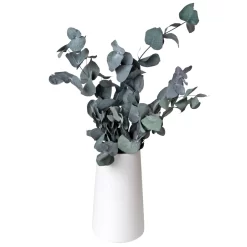 Eucalyptus Cinerea, Getrocknet, Ca. 50 Cm Lang 5 Eucalyptus Cinerea, Getrocknet, Ca. 50 Cm Lang -Gartengeschäft 1055300001 Eukalyptus Natur 100gr gefriergetrocknet 2 83163