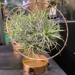 Tillandsie In Rundem Metallgestell, Gold, Mit LED-Beleuchtung, 17cm Ø
