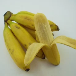 Bio Bananenpflanze, Topf-Ø 12 Cm, 2er-Set -Gartengeschäft 1610200313 Blu Bio Banane T12 2er Set Musa basjoo winterhart WS 3 109596