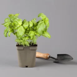 Küchenkräuter Basilikum, Oregano & Petersilie, Topf 11x11 Cm, Inkl. Greenbar® -Gartengeschäft 1610300383 basilikum Greenbar Kuechenkraeuter Kasten Anthrazit und 3Kraeuter 122886