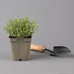 Küchenkräuter Basilikum, Oregano & Petersilie, Topf 11x11 Cm, Inkl. Greenbar® -Gartengeschäft 1610300383 oregano Greenbar Kuechenkraeuter Kasten Anthrazit und 3Kraeuter 122885