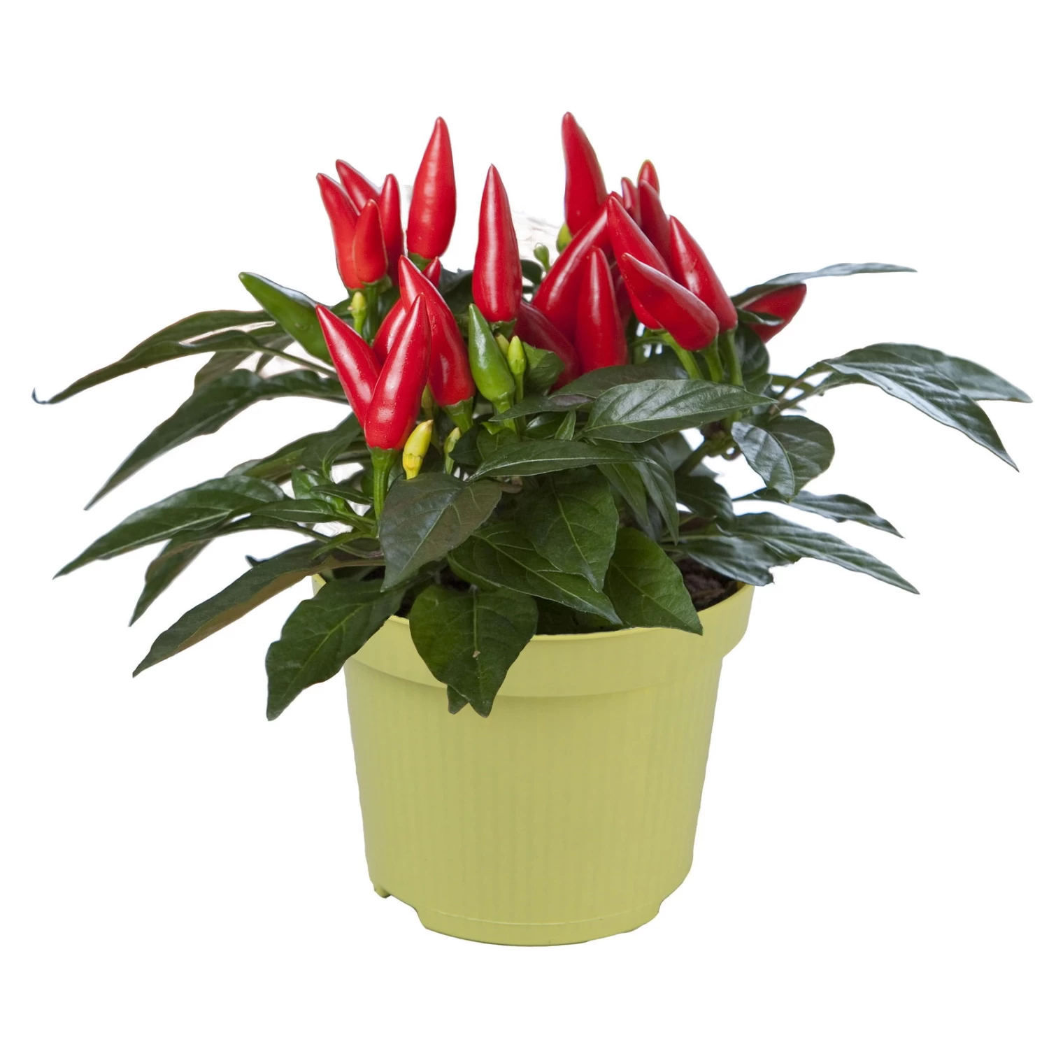 Bio Chili 'Feuerküsschen', Scharf, Topf-Ø 12 Cm, 3er-Set 2 Bio Chili 'Feuerküsschen', Scharf, Topf-Ø 12 Cm, 3er-Set – Bild 2