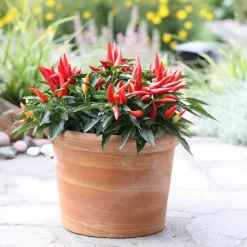 Bio Paprika 'Naschzipfel', Mild, Topf-Ø 12 Cm, 3er-Set -Gartengeschäft 1620330092 Blu Bio Naschzipfel mild 3er Set 4 109485