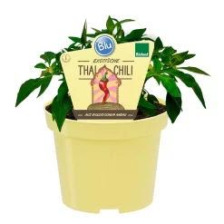 Blu Bio Chili 'Thai Chili F1', Topf-Ø 15 Cm, 3er Set -Gartengeschäft 1620330133 Blu Bio Thai Chili T15 3er Set mit Fruechte 1 124312