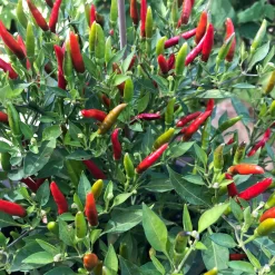 Blu Bio Chili 'Thai Chili F1', Topf-Ø 15 Cm, 3er Set -Gartengeschäft 1620330133 Blu Bio Thai Chili T15 3er Set mit Fruechte 2 124314