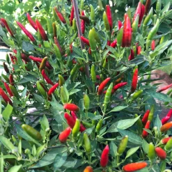 Blu Bio Chili 'Thai Chili F1', Topf-Ø 15 Cm, 3er Set -Gartengeschäft 1620330133 Blu Bio Thai Chili T15 3er Set mit Fruechte 3 124313