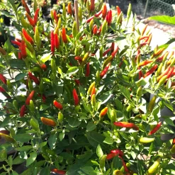 Blu Bio Chili 'Thai Chili F1', Topf-Ø 15 Cm, 3er Set -Gartengeschäft 1620330133 Blu Bio Thai Chili T15 3er Set mit Fruechte 7 124317