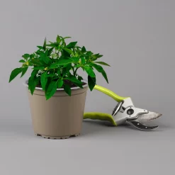 Blu Bio Chili 'Thai Chili F1', Topf-Ø 15 Cm, 3er Set -Gartengeschäft 1620330133 Blu Bio Thai Chili T15 3er Set mit Fruechte 124315