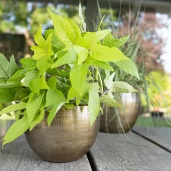 Pflanzgefäß 'Rowen', Gold, Ø 22 X H 17 Cm -Gartengeschäft 3210801609 Pflanzgefaess Rowen gold D 22 x H 17 cm 2 114968