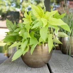 Pflanzgefäß 'Rowen', Gold, Ø 22 X H 17 Cm -Gartengeschäft 3210801609 Pflanzgefaess Rowen gold D 22 x H 17 cm 3 114967