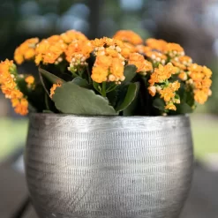 Pflanzgefäß 'Rowen', Silber, Ø 31 X H 28 Cm -Gartengeschäft 3210801625 Pflanzgefaess Rowen silber D 31 x H 28 cm 4 115008