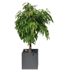 Pflanztrog 'Volcania Dado', Anthrazit, L 39,5 X B 39,5 X H 43,5 Cm -Gartengeschäft 3230101084 Pflanztrog Volcania Dado anthrazit 39x39xH43cm 31Ltr4 75426