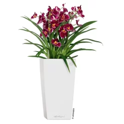 LECHUZA Cubico Premium 40, Weiß Hochglanz, All-in-One-Set, 40 X 40, H:75 Cm 7 LECHUZA Cubico Premium 40, Weiß Hochglanz, All-in-One-Set, 40 X 40, H:75 Cm -Gartengeschäft 3325100114 CubicoPremium22 weiss All in One Set 22x22x41cm RGB 2 7572