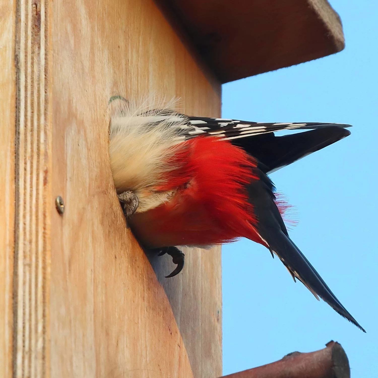 Nistkasten Für Buntspecht Aus Kiefernholz, Ca. 19x23,5x54,5 Cm 2 Nistkasten Für Buntspecht Aus Kiefernholz, Ca. 19x23,5x54,5 Cm – Bild 2