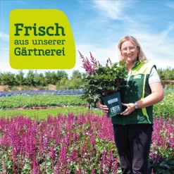 Bio Tränendes Herz 'Valentine' Rot, Topf-Ø 11 Cm, 3er-Set -Gartengeschäft frau setz eigenproduktion 15