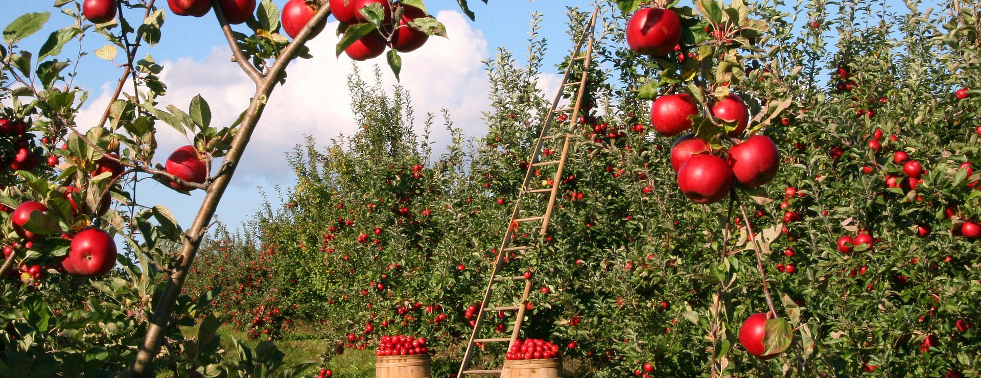 Titelseite -Gartengeschäft apples 1873078 1920